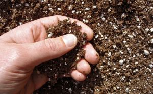 В мае разбрасываю по грядкам эту крупу не просто так: почва вмиг становится мягкой, рыхлой и плодородной — навоз покажется пустышкой