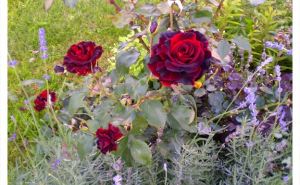 Худшие соседи для роз: посадите их рядом — погибнет вся клумба!