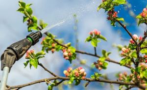 Как выбрать качественные саженцы плодовых деревьев: простые правила