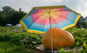 Зачем тыкве зонтик? Как вырастить крупную тыкву. Соседи будут ходить к вам на экскурсии чтобы увидеть это чудо