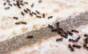 Пару капель и муравьев больше не увидите — копеечное средство из аптеки. Лайфхак от агрономов