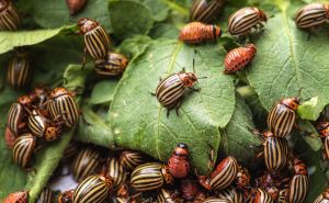 Как спасти посадки от колорадского жука