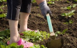 Как облегчить уход за грядками и увеличить урожай в разы одним махом: 5 советов от бывалых аграриев