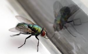 Круче москитной сетки: повесьте на окно и муха не проскочит