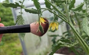 Многие садоводы этого не знают: помидоров завязывается в 3 раза больше, вот что нужно сделать в период цветения