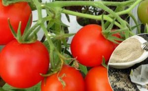 Мои томаты — богатство: старинный рецепт полива — плодоносят без остановки до октября