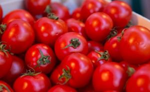 «Халява приди!»: дармовая подкормка, а помидоры плодоносят, как будто золотом поливала