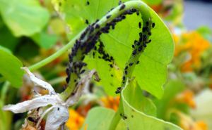 Уничтожаем муравьев и тлю «напалмом»: Ядреное советское средство 2 в 1 мгновенного действия — инсектицид для вредителей и удобрение для растений