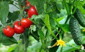 Добавляю 30 грамм в бочку для полива — и помидоры с перцами растут наперегонки: урожай увеличивается в 2 раза — не раствор, а сокровище