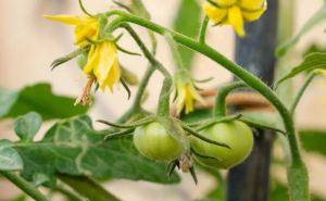Один раз опрыскали и про пустоцветы забыли: помидоры начнут завязывать плоды без остановки — складывать урожай будет некуда
