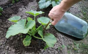 Первая подкормка кабачков в июне для большого урожая: рецепт натурального удобрения