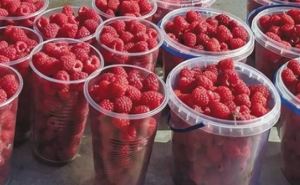 Сезон в самом разгаре! В Украине почти вдвое упали цены на популярные ягоды