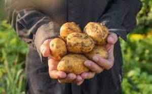 Урожайность вырастет в три раза: при окучивании картофеля добавьте это в грунт — ведер для клубней может не хватить