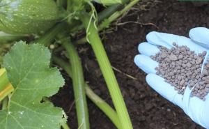 Кабачки будете раздавать всем своим соседям: урожай увеличится вдвое благодаря простой подкормке. Удобрение сделаете за 5 минут