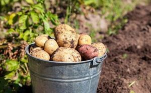 Что нужно сделать с картофелем  в июле, чтобы осенью радоваться крупным и вкусным клубням. Советы опытных земледельцев
