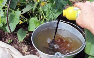 Уход, подкормка, полив огурцов в жаркую погоду для большого урожая: понадобится самодельное удобрение