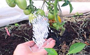 Удобрение, полив и другие секреты по уходу за помидорами в аномальную жару: как спасти урожай