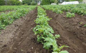 Лучше сена и навоза: одна горсть на грядку картошки при окучивании в июле — урожай осенью будет просто восхитительный