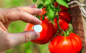 Одна таблетка в бочку для полива, и все культуры — просто «живчики»: огурцы, томаты и перцы плодоносят как заведённые