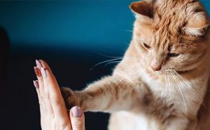 Стало известно зачем кошка трогает человека лапой: названы основные причины