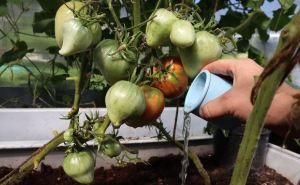 Чтобы помидоров было много и они быстрее вызревали подкармливаю в июле таким простым самодельным удобрением: пригодится всем садоводам