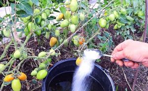 Для защиты помидор от фитофторы и бурой пятнистости используйте этот препарат: урожай сохраните 100% и приумножите вдвое