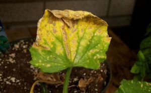 Листья огурцов свернулись и пожелтели: Чего не хватает овощам — простой тест в июле