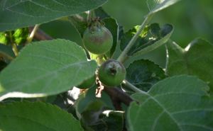 Крестьяне вешали на яблоню сапог и всегда были с урожаем: старинный метод ускорит плодоношение — агроном раскрыла народный секрет
