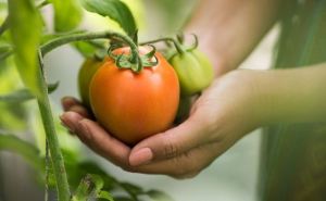 Подкармливаем томаты в июле и августе — собираем раньше времени. Плоды скоро станут мясистые и сочные