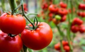 После этой подкормки помидоры будут с кулак: Один литр на один куст этого раствора и хороший урожай обеспечен