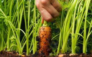 Морковь вырастет сладкой и крупной: поможет простое удобрение-подкормка
