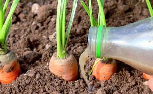 Чем подкормить морковь в июле чтобы росла крупной и сладкой: самодельное удобрение для идеального развития корнеплода