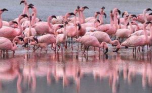 Из Национального парка «Тузловские лиманы» исчезла колония фламинго