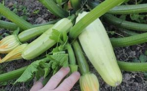 Сезон в разгаре — для хорошего урожая кабачков понадобится эта подкормка в июле и августе: плоды будете собирать ведрами