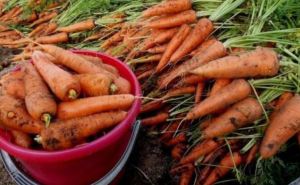 Соберете 3 тонны моркови с одной сотки после этой подкормки в начале августа: делаю это удобрение собственноручно
