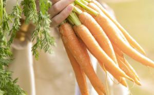 Когда убирать морковь в 2024 году. Что говорят эксперты и Лунный календарь