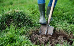 Лопата будет пылиться в дальнем углу сарая: вот как никогда не копать грядки — почва станет воздушной и плодородной