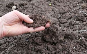 Плодороднее земли у меня не было никогда. После выкопки лука и чеснока делаю гумусную грядку, на ней почва рыхлая и пропитана гумусом.