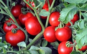 60 томатов с куста: лучше поздно, чем никогда — раскрыли невероятный сорт