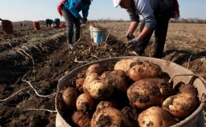 Таких цен на картофель не было никогда: уже достигли максимума, но продукт продолжает дорожать