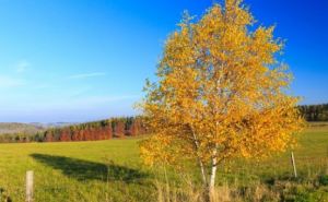 Листя з берез не облетіло в листопаді - це важлива прикмета