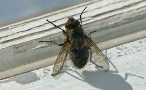 Що робити, якщо взимку в домі завелася муха: поради та прикмети