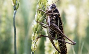 Голота на вигадки хитра: українці вигадали, як заробити на нашесті сарани