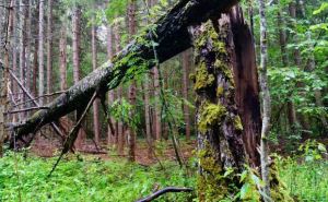 Предупреждение об опасности для грибников в Германии. В лесах можно пострадать