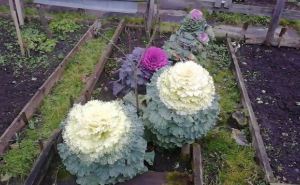 Самая красивая капуста в мире у вас на грядке. Есть её можно, но очень жалко