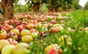 Пять лет тюрьмы за сбор упавших яблочек в Германии Как не испортить себе жизнь изза фруктов