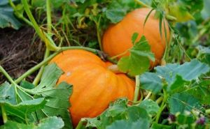 Тыквы не сгниют, не сморщатся и семена не прорастут: способ хранения в квартире — сочные до весны