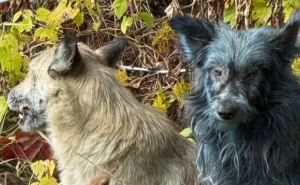 В Чернобыльской зоне обнаружены синие собаки: что это и при чем тут радиация?