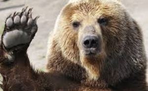 У выражения «медведь на ухо наступил» есть страшная история — а мы не знаем и говорим детям