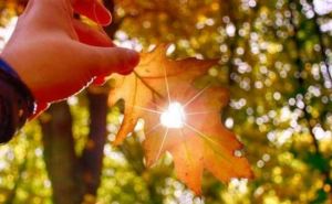 В выходные в Украину придёт Бабье лето